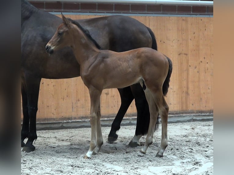 Koń meklemburski Ogier Źrebak (06/2024) Gniada in Güstrow