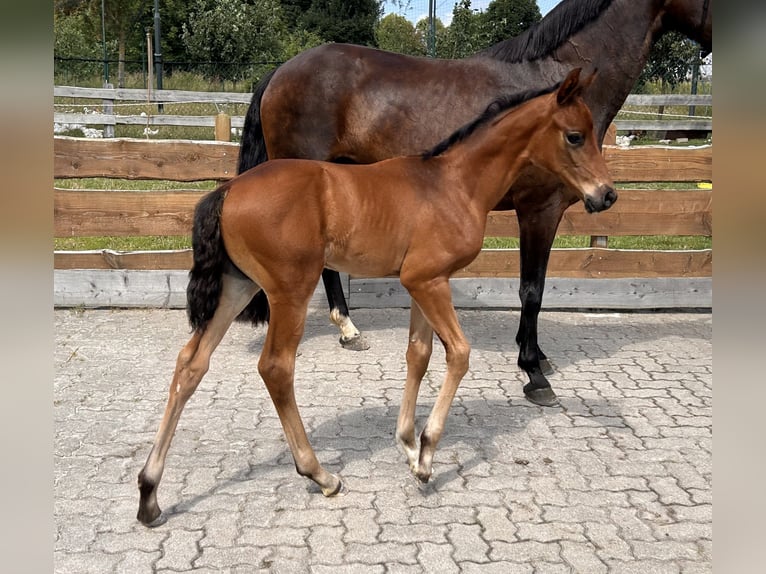 Koń meklemburski Ogier Źrebak (06/2024) Gniada in Güstrow