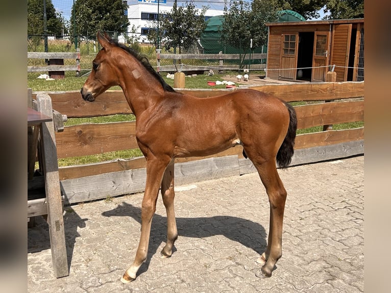 Koń meklemburski Ogier Źrebak (06/2024) Gniada in Güstrow