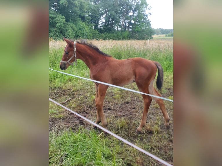 Koń meklemburski Ogier Źrebak (05/2024) Gniada in Luckau