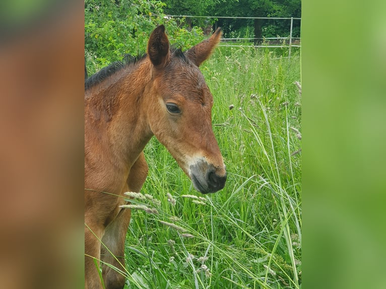 Koń meklemburski Ogier Źrebak (05/2024) Gniada in Luckau