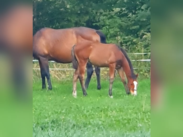 Koń meklemburski Ogier Źrebak (04/2025) Gniada in Luckau