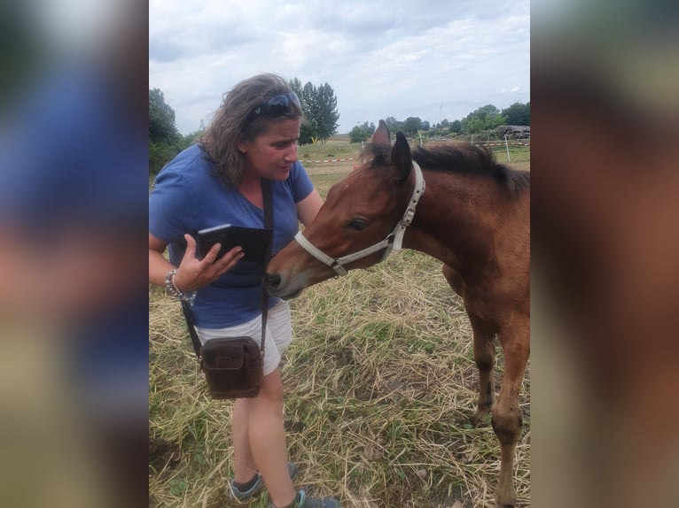 Koń meklemburski Ogier Źrebak (05/2024) Gniada in Luckau