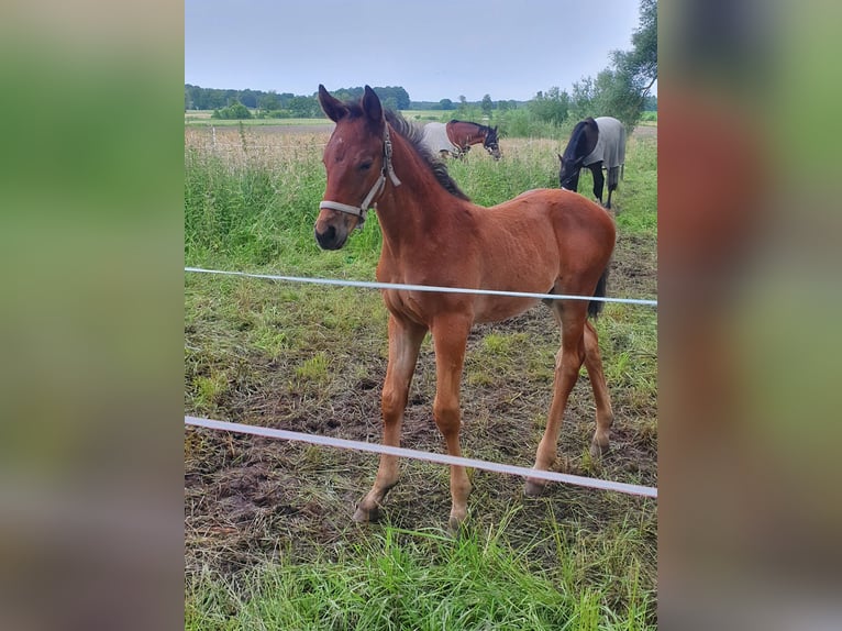 Koń meklemburski Ogier Źrebak (05/2024) Gniada in Luckau