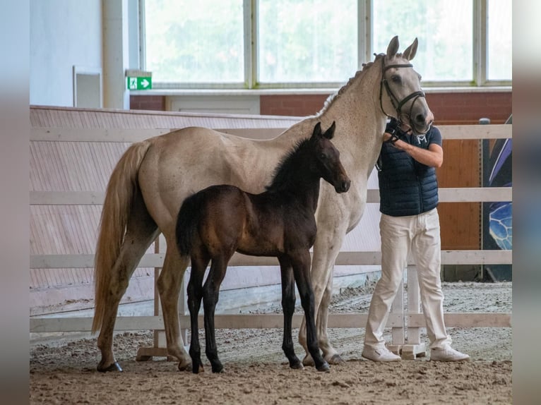 Koń meklemburski Ogier Źrebak (05/2026) Kara in Güstrow