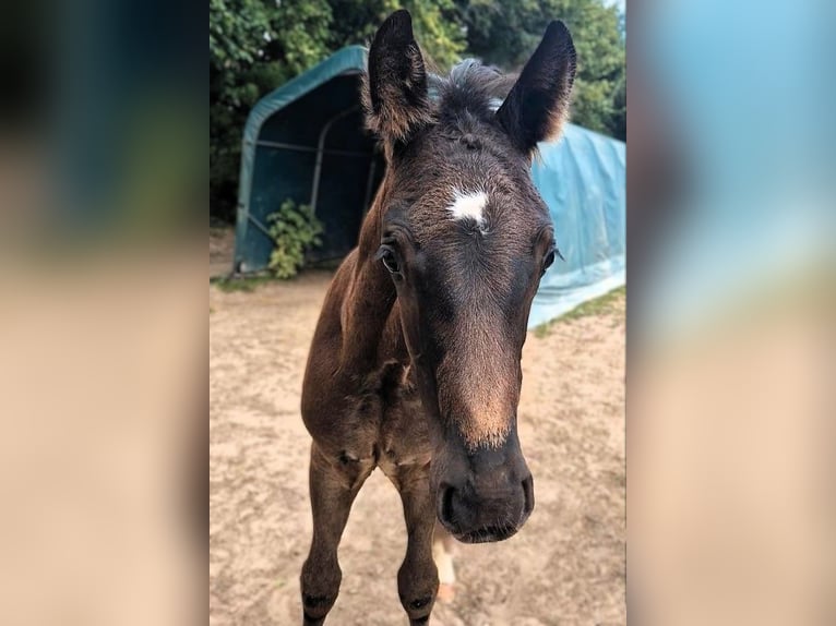 Koń meklemburski Ogier Źrebak (05/2026) Kara in Lübeck
