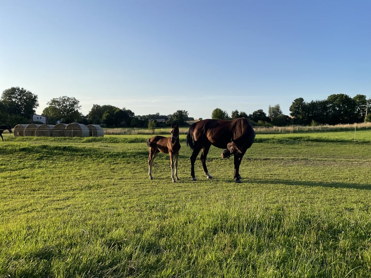 Koń meklemburski Ogier Źrebak (05/2024) in Berglase Samtens