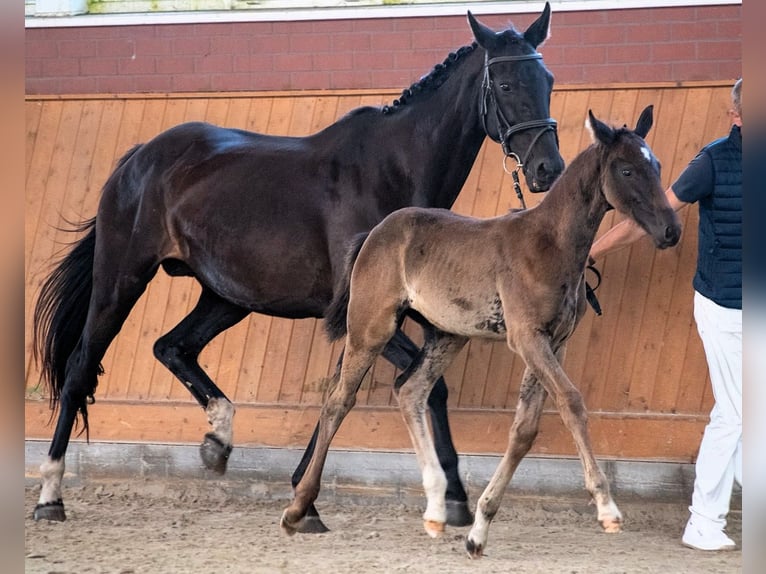 Koń meklemburski Ogier Źrebak (01/2026)  in Güstrow
