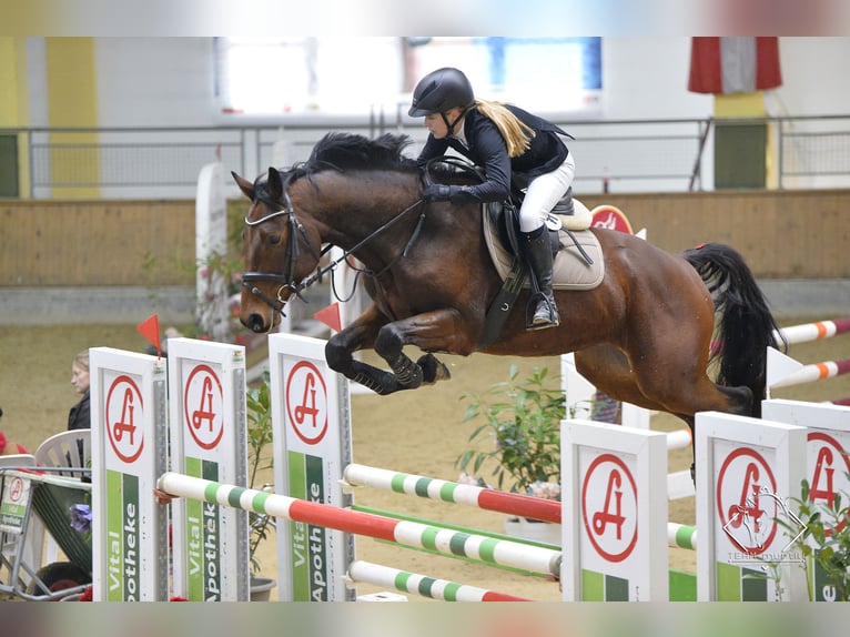 Koń meklemburski Wałach 10 lat 164 cm Ciemnogniada in Neufra