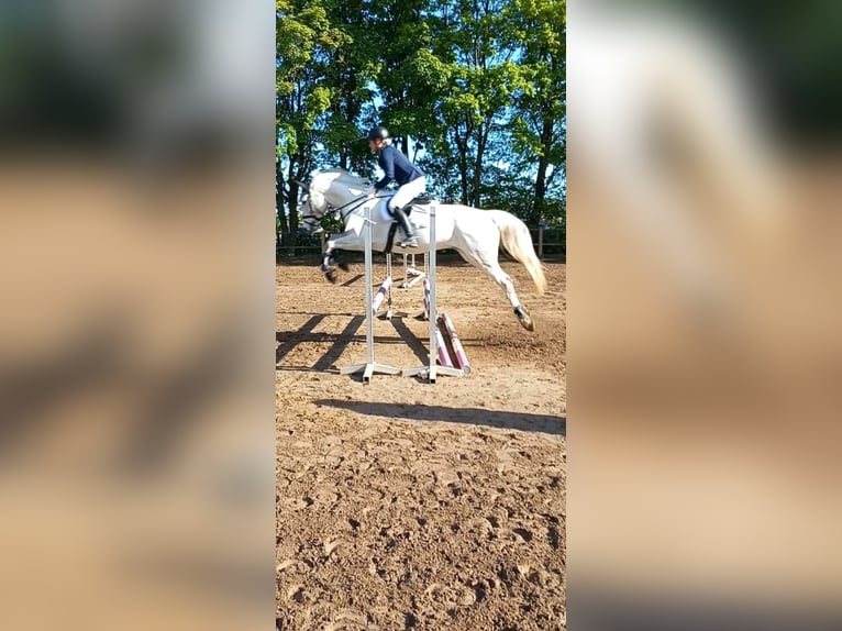 Koń meklemburski Wałach 10 lat 172 cm Siwa in Weiterstadt