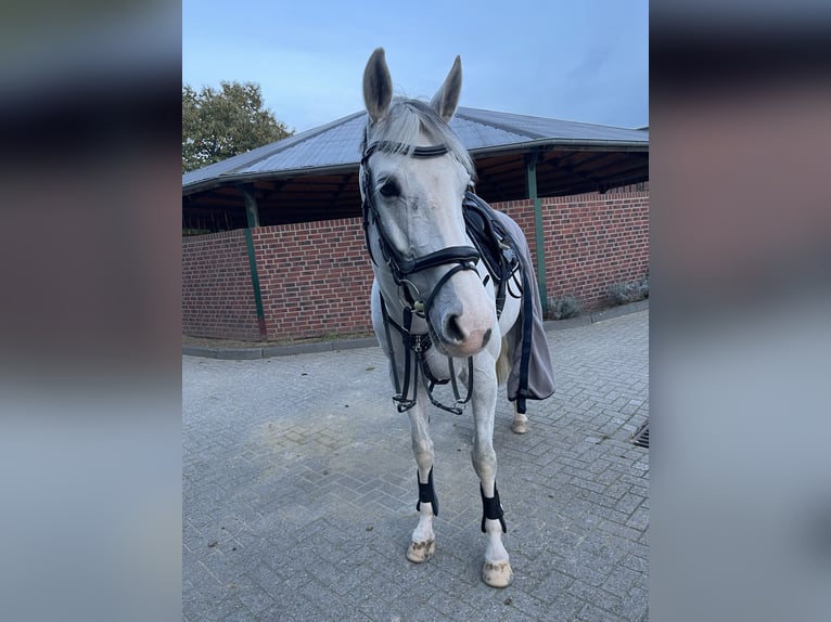 Koń meklemburski Wałach 10 lat 172 cm Siwa in Nettetal