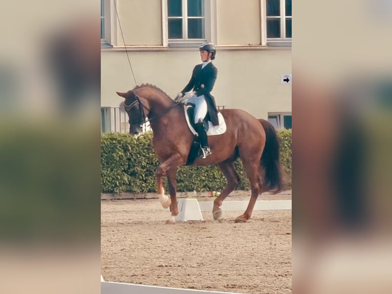 Koń meklemburski Wałach 12 lat 176 cm Ciemnokasztanowata in Ganschow