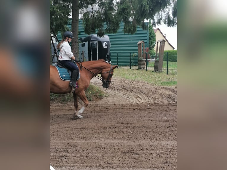Koń meklemburski Wałach 13 lat 165 cm Kasztanowata in Dargen