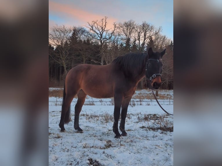 Koń meklemburski Wałach 17 lat 175 cm Ciemnogniada in Glasin