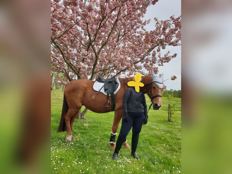 Koń meklemburski Wałach 17 lat 175 cm Kasztanowata in Jördenstorf