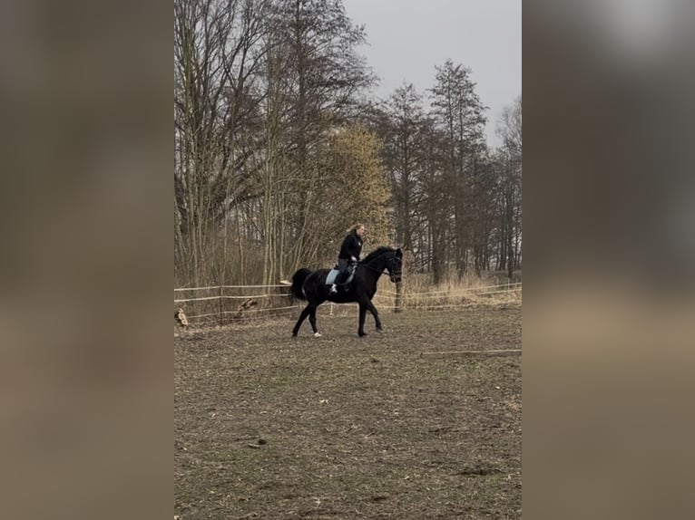 Koń meklemburski Wałach 18 lat 165 cm Gniada in Bützow