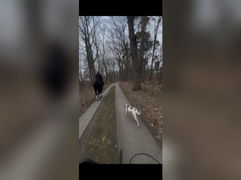 Koń meklemburski Wałach 18 lat 165 cm Gniada in Bützow