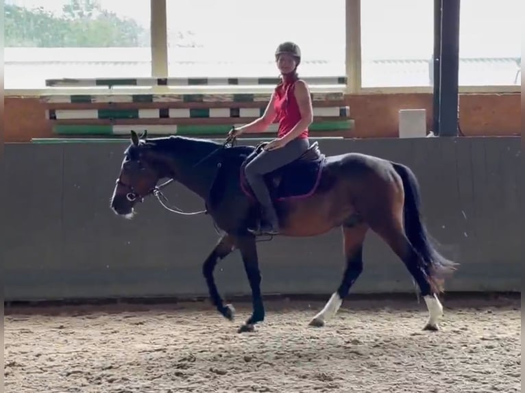 Koń meklemburski Wałach 3 lat 153 cm Ciemnogniada in Papenhagen