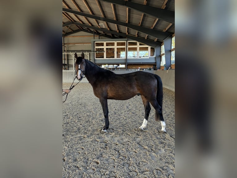 Koń meklemburski Wałach 3 lat 153 cm Ciemnogniada in Papenhagen