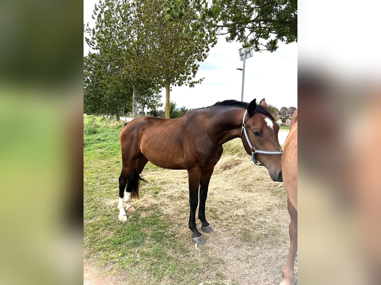 Koń meklemburski Wałach 3 lat 162 cm Gniada in Usedom