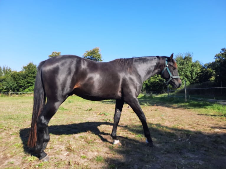 Koń meklemburski Wałach 3 lat 164 cm Skarogniada in Hohenkirchen / OT Manderow