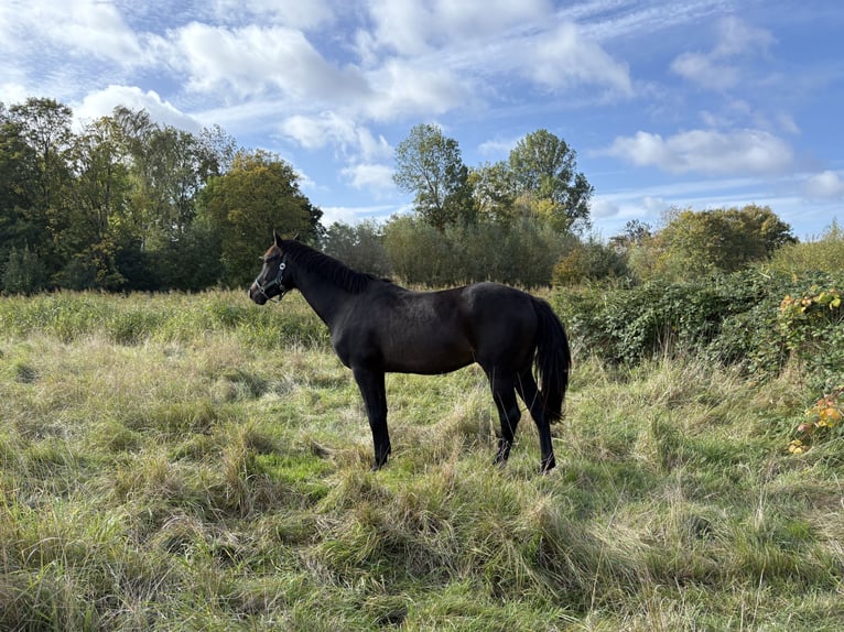 Koń meklemburski Wałach 3 lat 164 cm Skarogniada in Hohenkirchen / OT Manderow