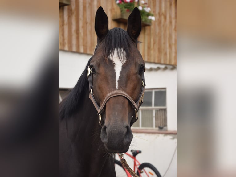 Koń meklemburski Wałach 3 lat 167 cm Skarogniada in Wardow