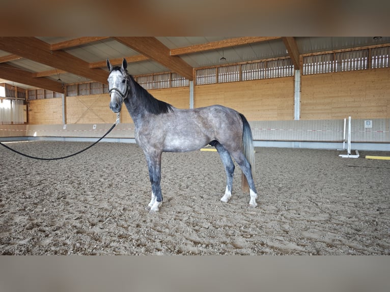 Koń meklemburski Wałach 3 lat 168 cm Siwa in Neupotz