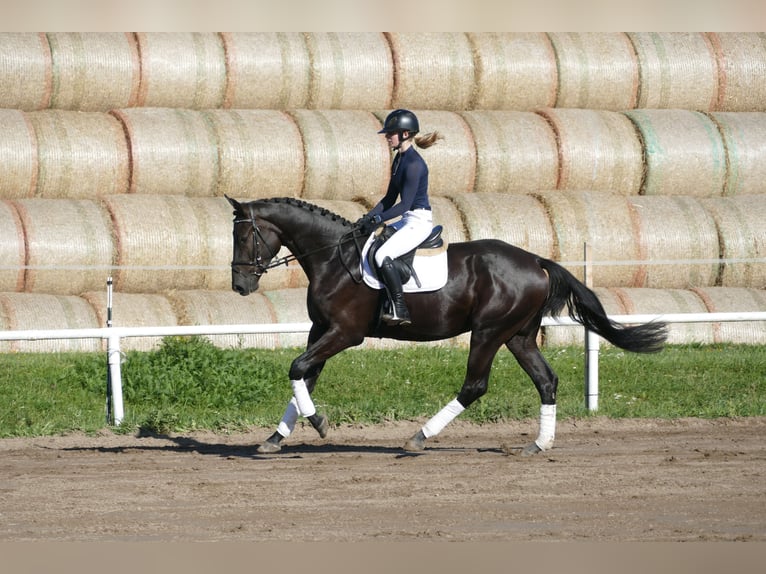 Koń meklemburski Wałach 3 lat 174 cm Kara in Ganschow