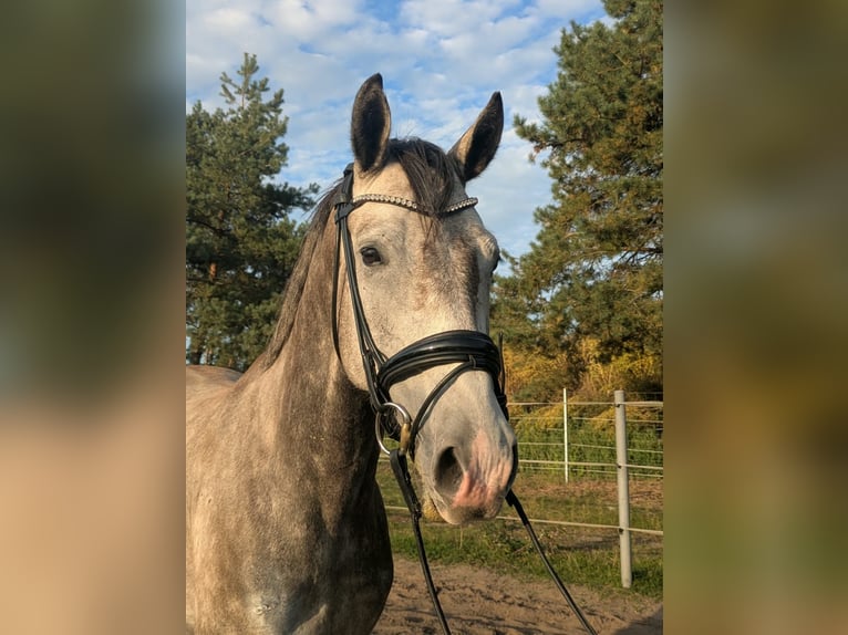 Koń meklemburski Wałach 4 lat 162 cm Siwa jabłkowita in HoortPicher