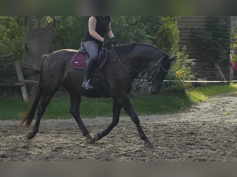 Koń meklemburski Wałach 4 lat 165 cm Skarogniada in Lentschow