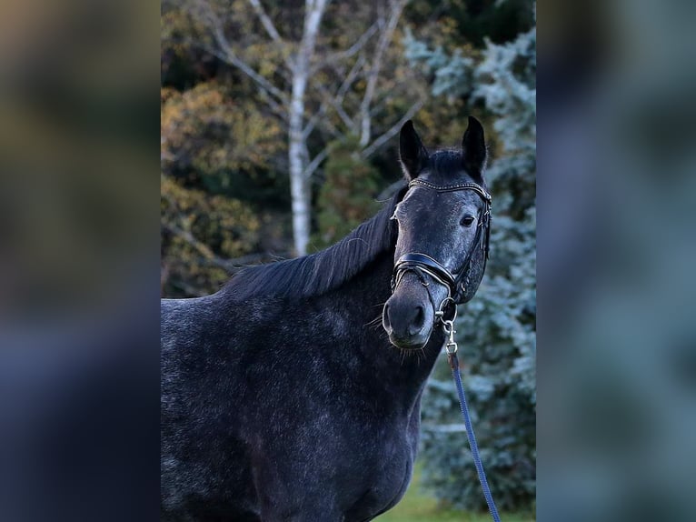 Koń meklemburski Wałach 4 lat 170 cm Siwa in Wallern im Burgenland