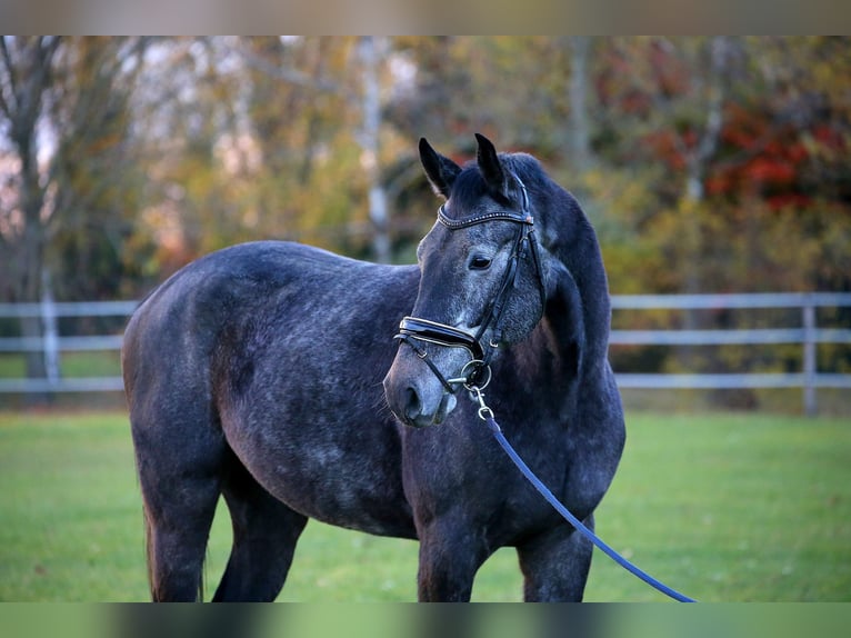 Koń meklemburski Wałach 4 lat 170 cm Siwa in Wallern im Burgenland