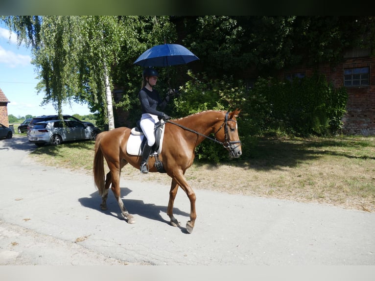 Koń meklemburski Wałach 4 lat 171 cm Kasztanowata in Ganschow