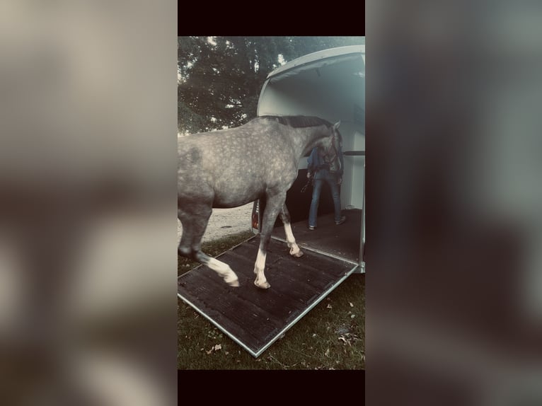 Koń meklemburski Wałach 4 lat 178 cm Siwa jabłkowita in Cottbus