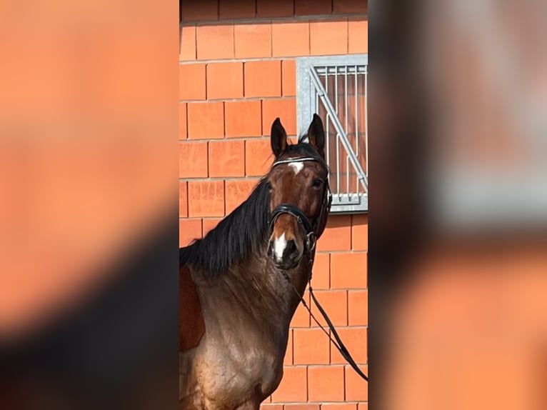 Koń meklemburski Wałach 5 lat 162 cm Gniada in Kaarst