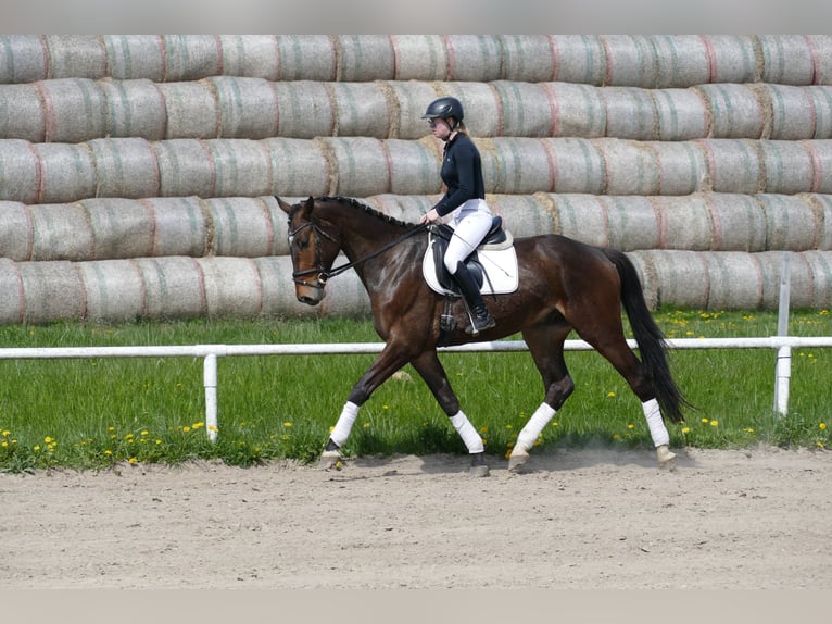 Koń meklemburski Wałach 5 lat 172 cm Ciemnogniada in Ganschow