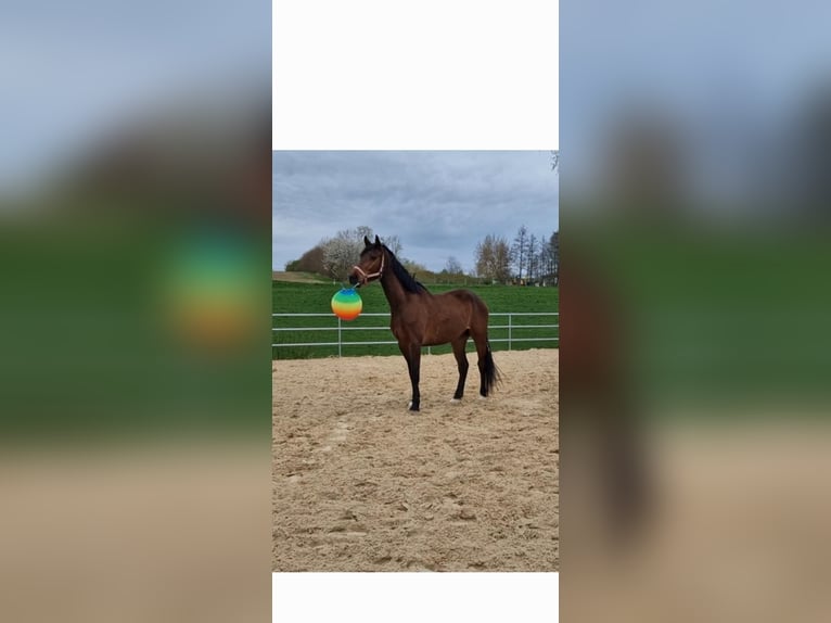 Koń meklemburski Wałach 6 lat 164 cm Gniada in Ostrau