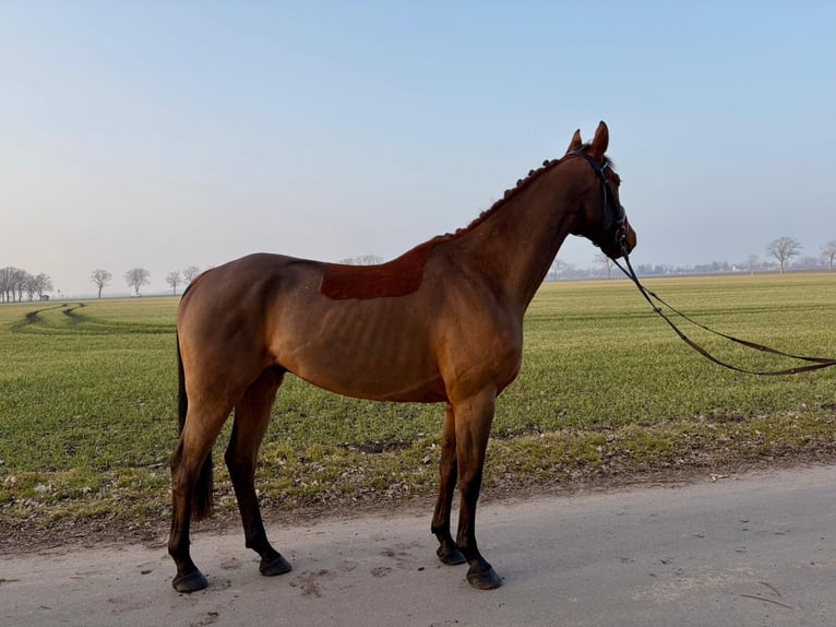 Koń meklemburski Wałach 6 lat 165 cm Gniada in Trent