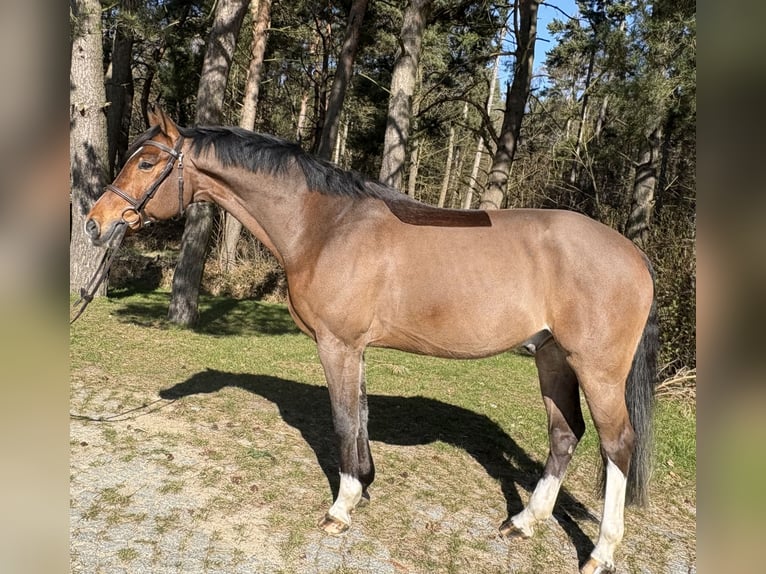 Koń meklemburski Wałach 6 lat 166 cm Gniada in Plau am See