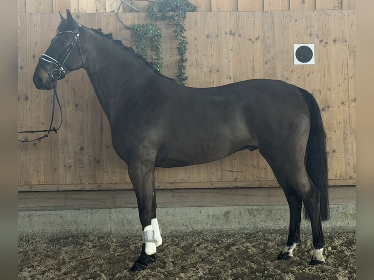 Koń meklemburski Wałach 6 lat 167 cm Ciemnogniada in Riedlingen