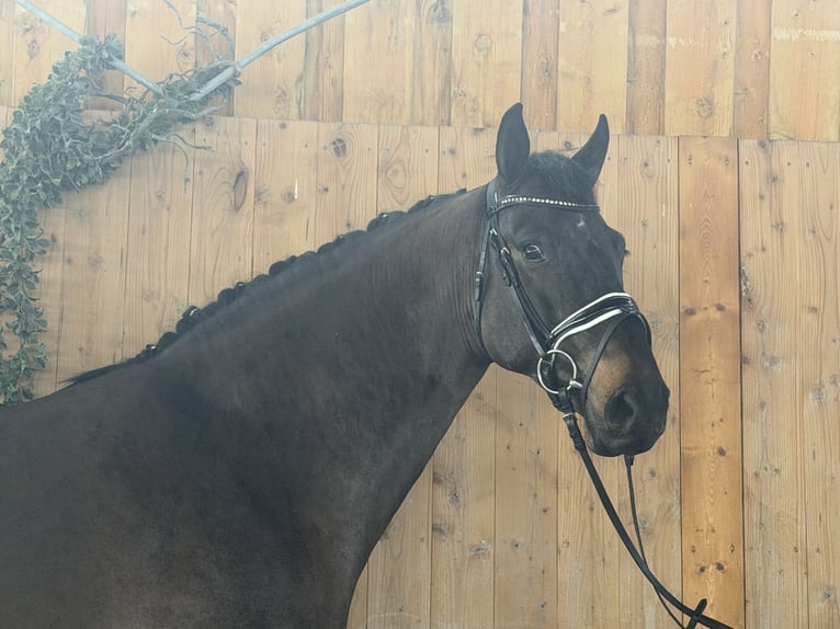 Koń meklemburski Wałach 6 lat 167 cm Ciemnogniada in Riedlingen