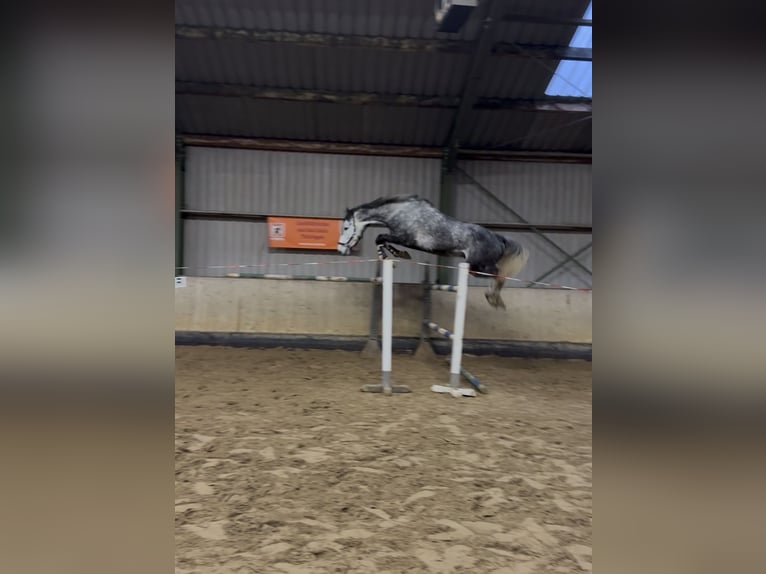 Koń meklemburski Wałach 6 lat 178 cm Siwa in Bad Köstritz