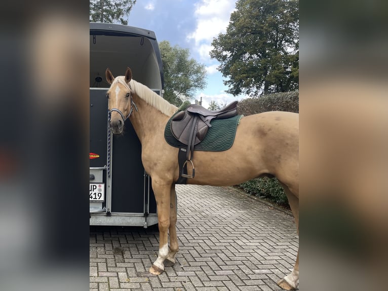 Koń meklemburski Wałach 7 lat 169 cm Izabelowata in Landsberg am Lech