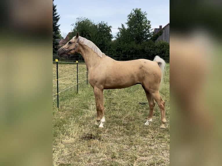 Koń meklemburski Wałach 7 lat 169 cm Izabelowata in Landsberg am Lech