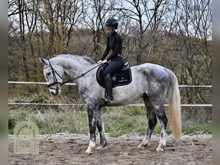 Koń meklemburski Wałach 7 lat 173 cm Siwa in Solingen