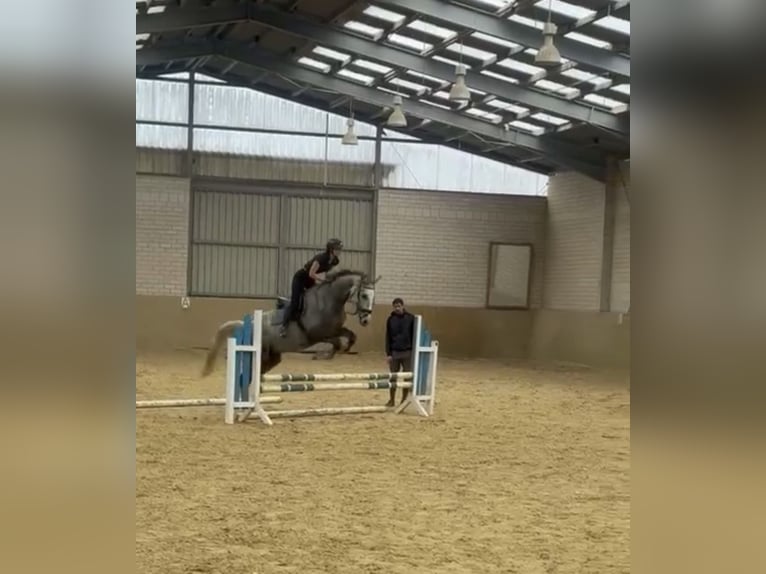 Koń meklemburski Wałach 7 lat 173 cm Siwa in Solingen