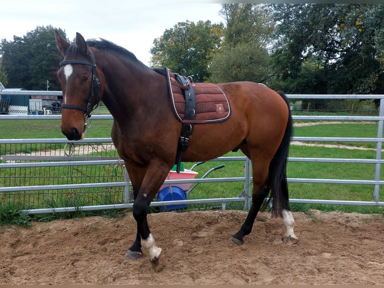 Koń meklemburski Wałach 7 lat 174 cm Ciemnogniada in Hagenow