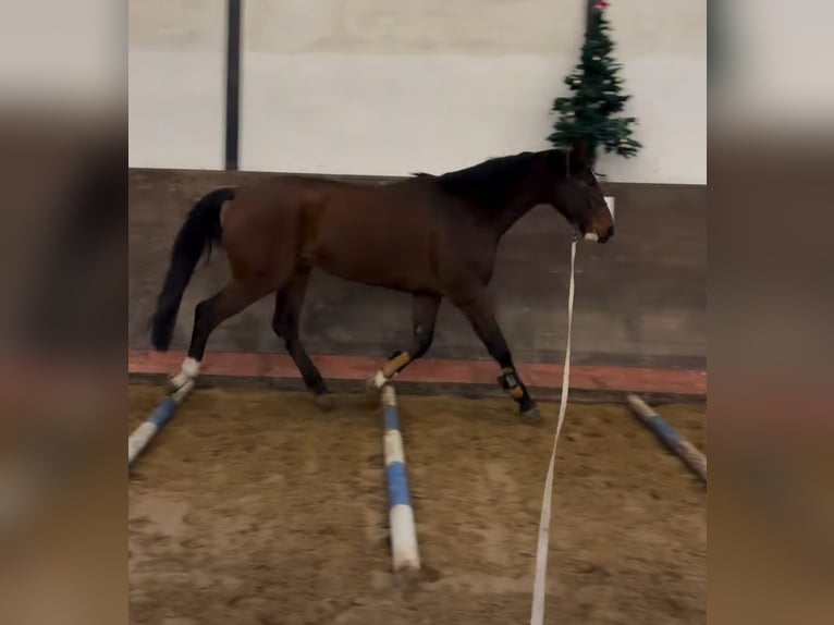 Koń meklemburski Wałach 7 lat 174 cm Ciemnogniada in Hagenow