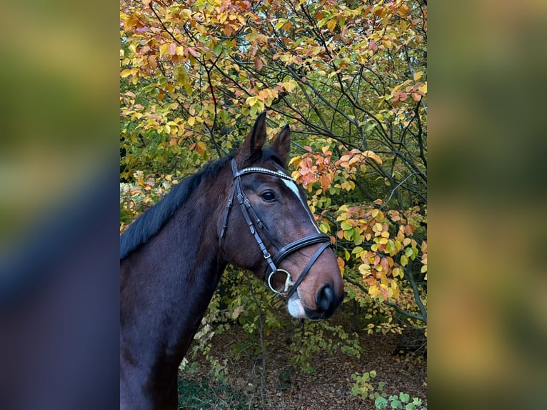 Koń meklemburski Wałach 7 lat 174 cm Ciemnogniada in Hagenow